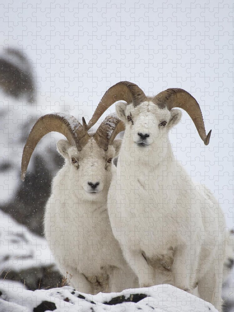 Mp Jigsaw Puzzle featuring the photograph Dall Sheep Ovis Dalli Rams, Yukon by Michael Quinton