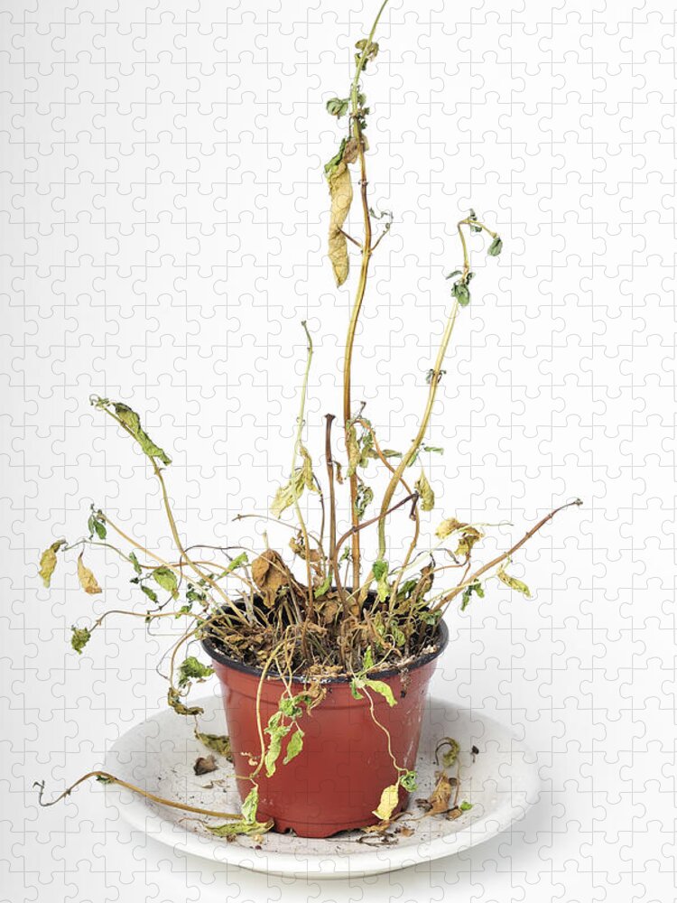 Plant Jigsaw Puzzle featuring the photograph Dead dried-up plant by Matthias Hauser
