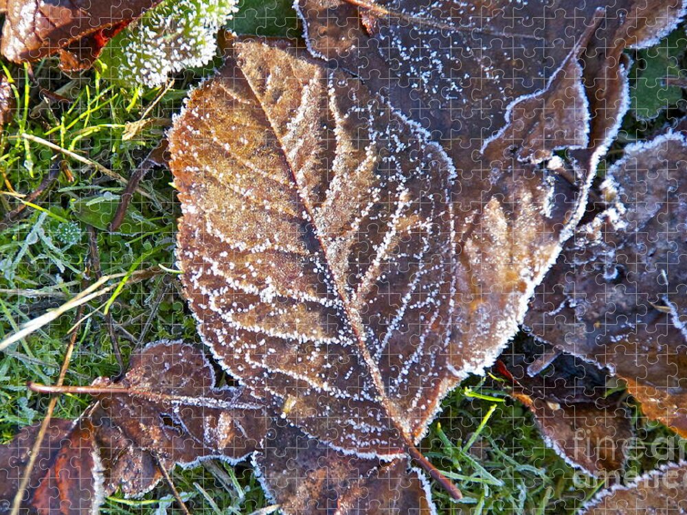 Photography Jigsaw Puzzle featuring the photograph December Frosting by Sean Griffin