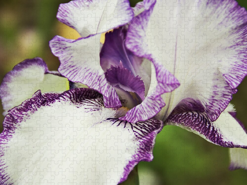 Iris Jigsaw Puzzle featuring the photograph Delicate Ruffles 2 by Angelina Tamez