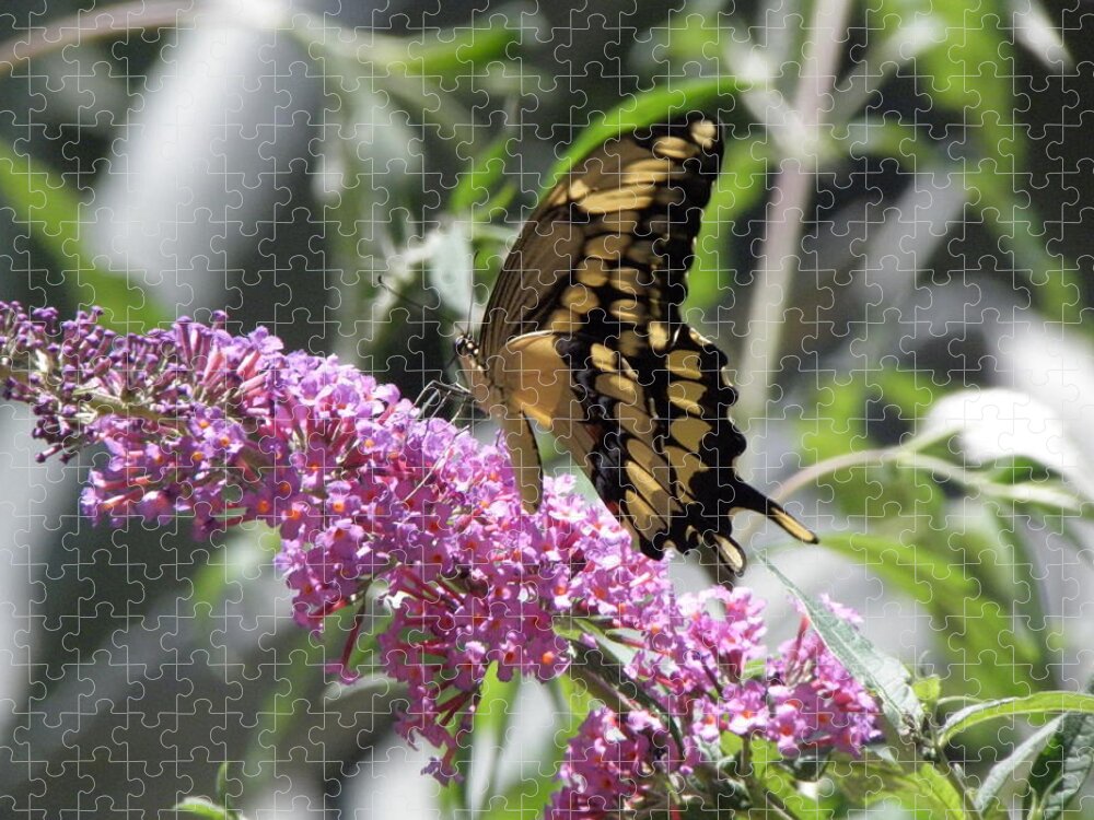 Butterfly Jigsaw Puzzle featuring the photograph Delish by Kim Galluzzo