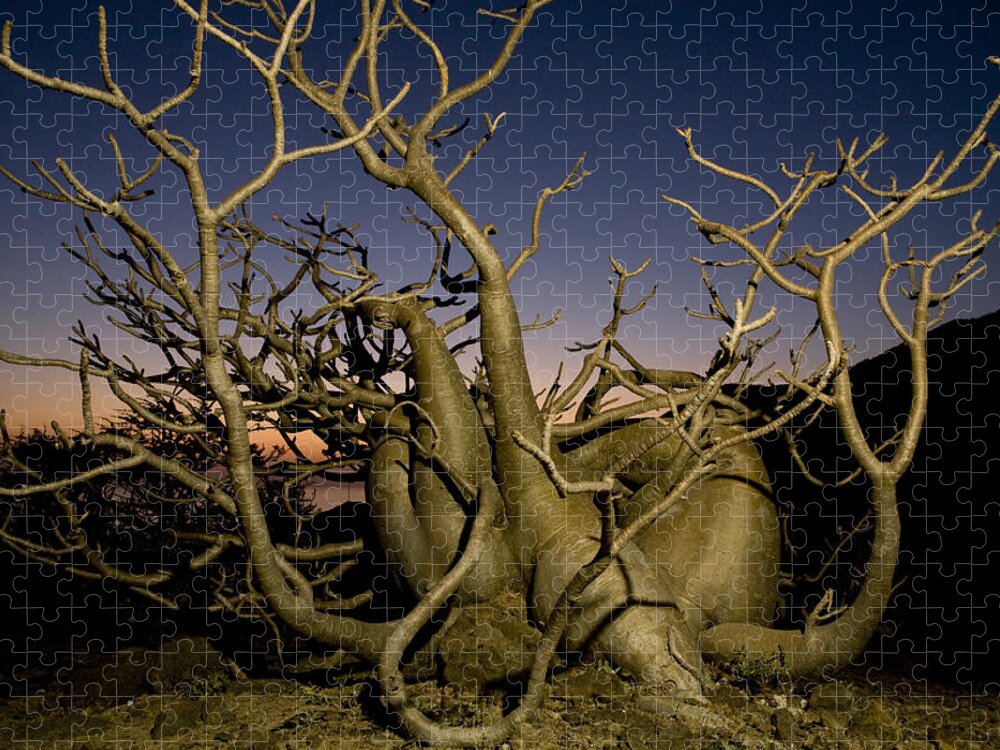 00481455 Jigsaw Puzzle featuring the photograph Desert Rose At Sunset Hawf Protected by Sebastian Kennerknecht