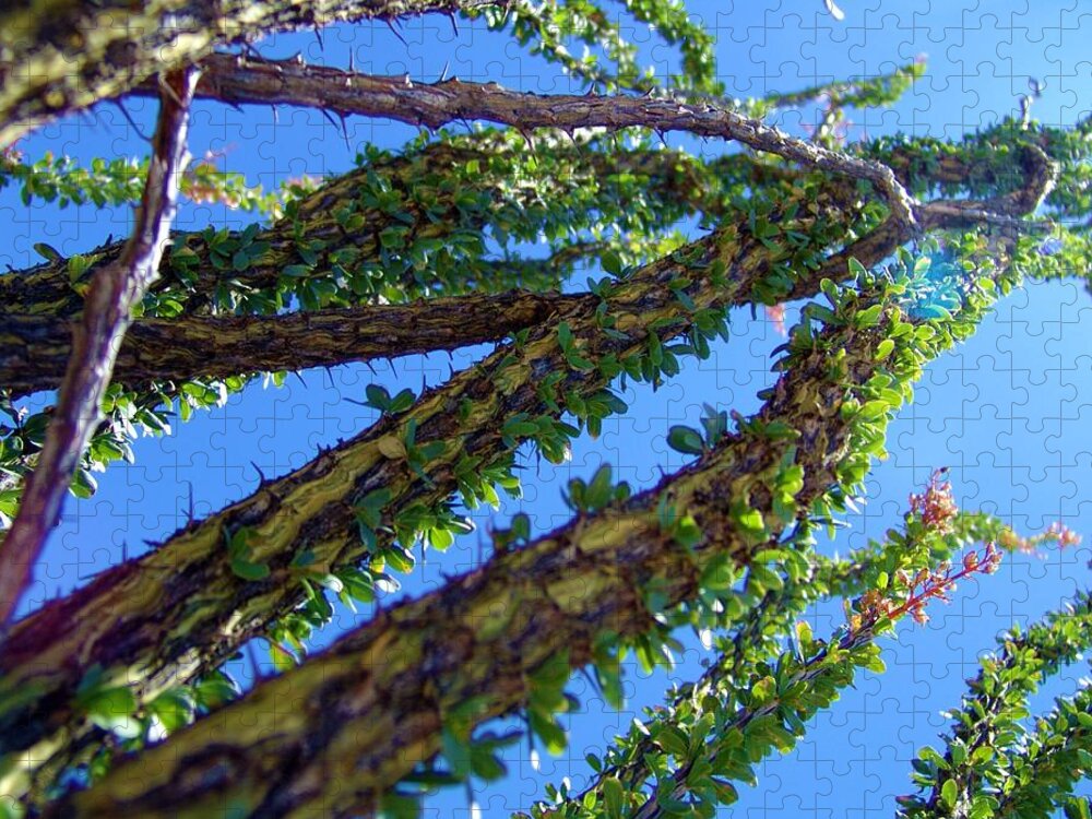 Desert Jigsaw Puzzle featuring the photograph Desert Thorns 1 by Megan Ford-Miller