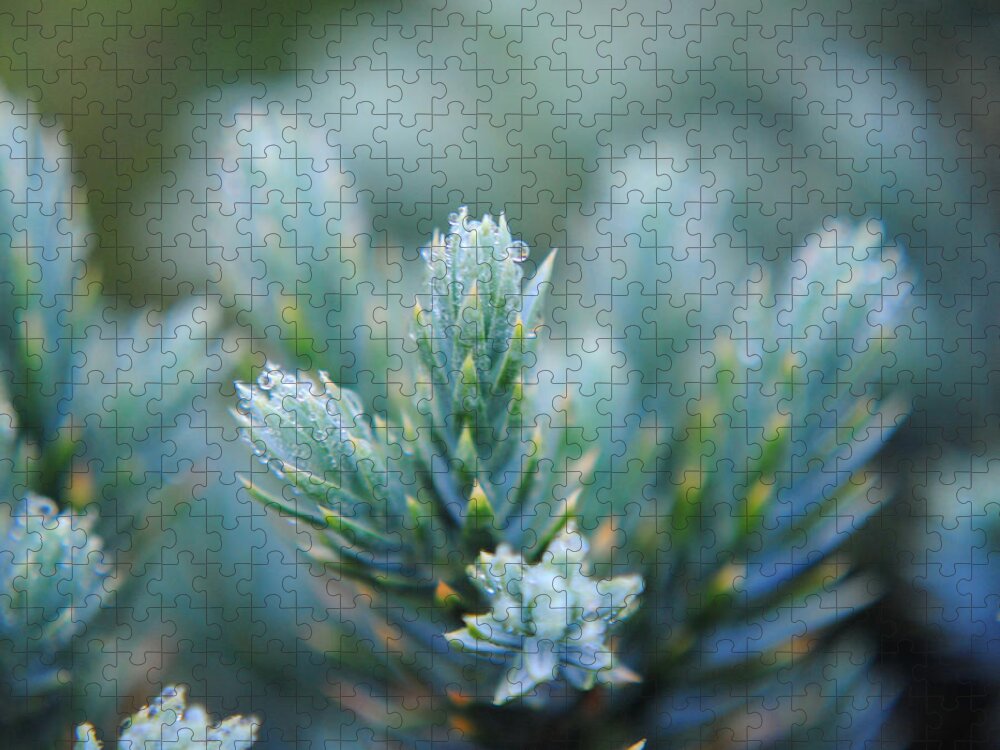 artistic Nature Photo Jigsaw Puzzle featuring the photograph Dew on the Pine by Jai Johnson