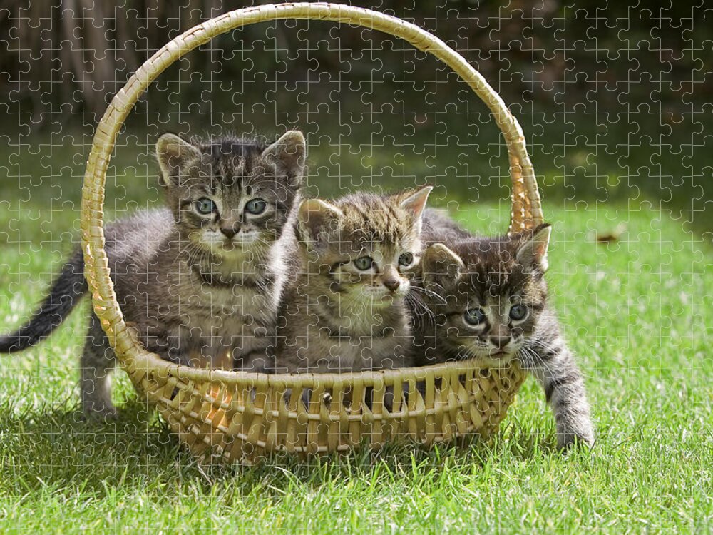 Mp Jigsaw Puzzle featuring the photograph Domestic Cat Felis Catus Three Kittens by Konrad Wothe