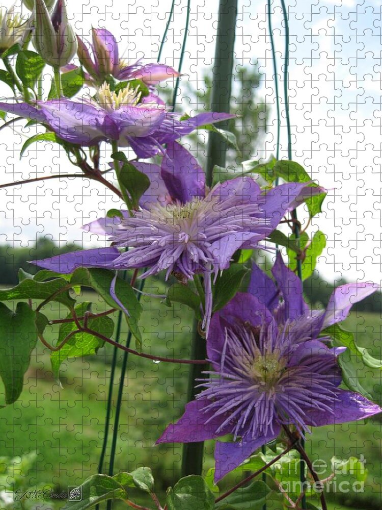 Double Clematis Jigsaw Puzzle featuring the photograph Double Clematis named Crystal Fountain by J McCombie