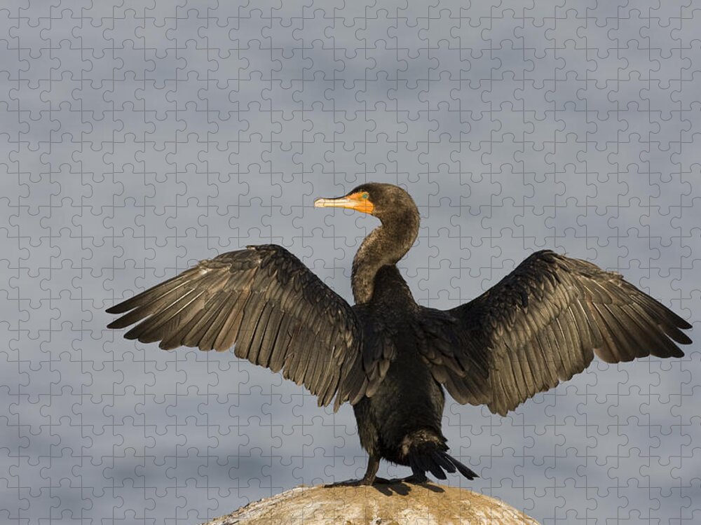 00465750 Jigsaw Puzzle featuring the photograph Double Crested Cormorant Drying Wings by Sebastian Kennerknecht