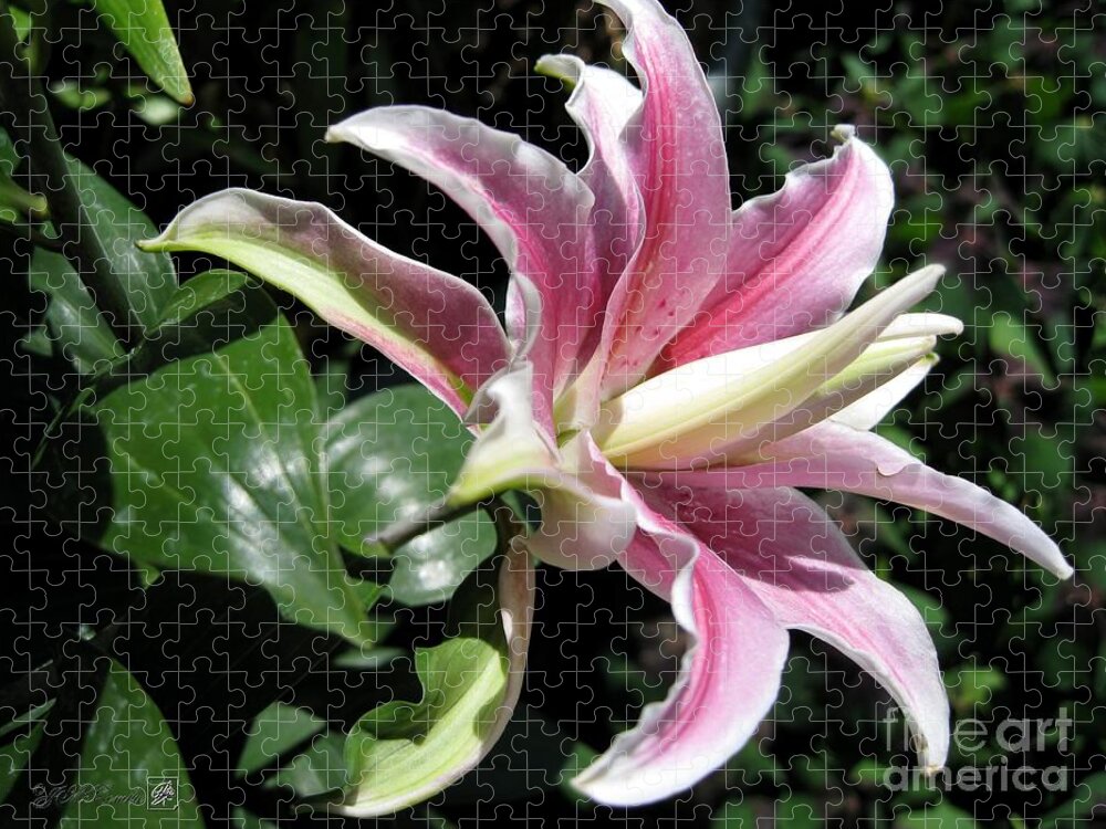Double Oriental Lily Jigsaw Puzzle featuring the photograph Double Oriental Lily named Distant Drum by J McCombie