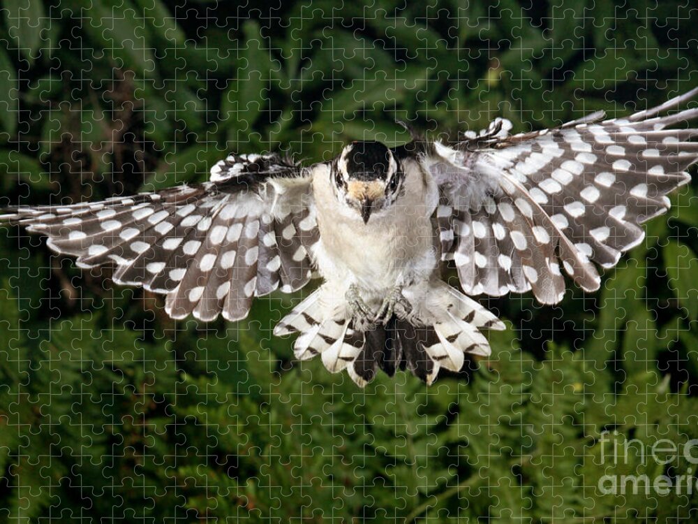 Songbirds Jigsaw Puzzle featuring the photograph Downy Woodpecker In Flight by Ted Kinsman