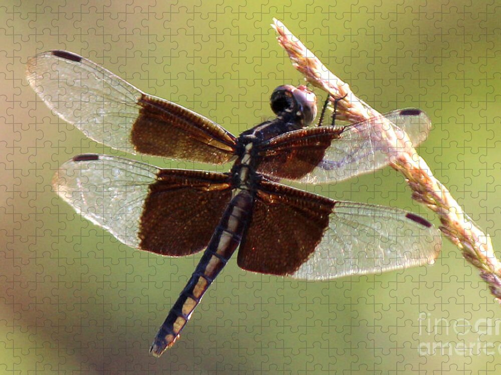 Dragonfly Jigsaw Puzzle featuring the photograph Dragonfly Closeup by Kathy White