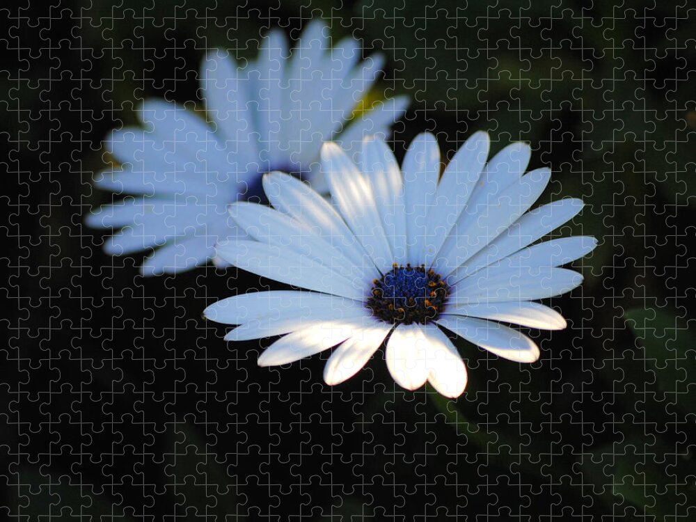 Blue Jigsaw Puzzle featuring the photograph Dramatic Daisies by Jai Johnson