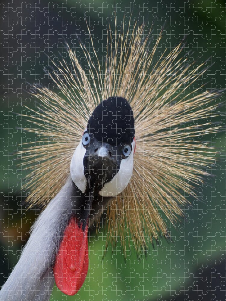 Bird Jigsaw Puzzle featuring the photograph East African Crowned Crane by Maggy Marsh