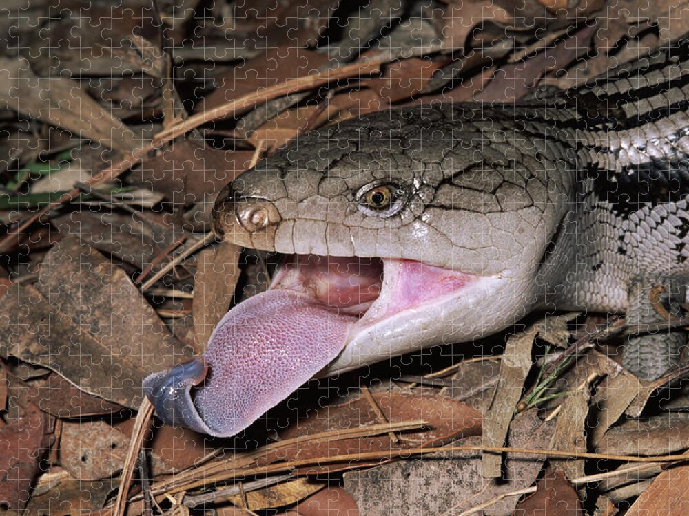 00510711 Jigsaw Puzzle featuring the photograph Eastern Blue-tongue Skink Threat Display by Michael and Patricia Fogden