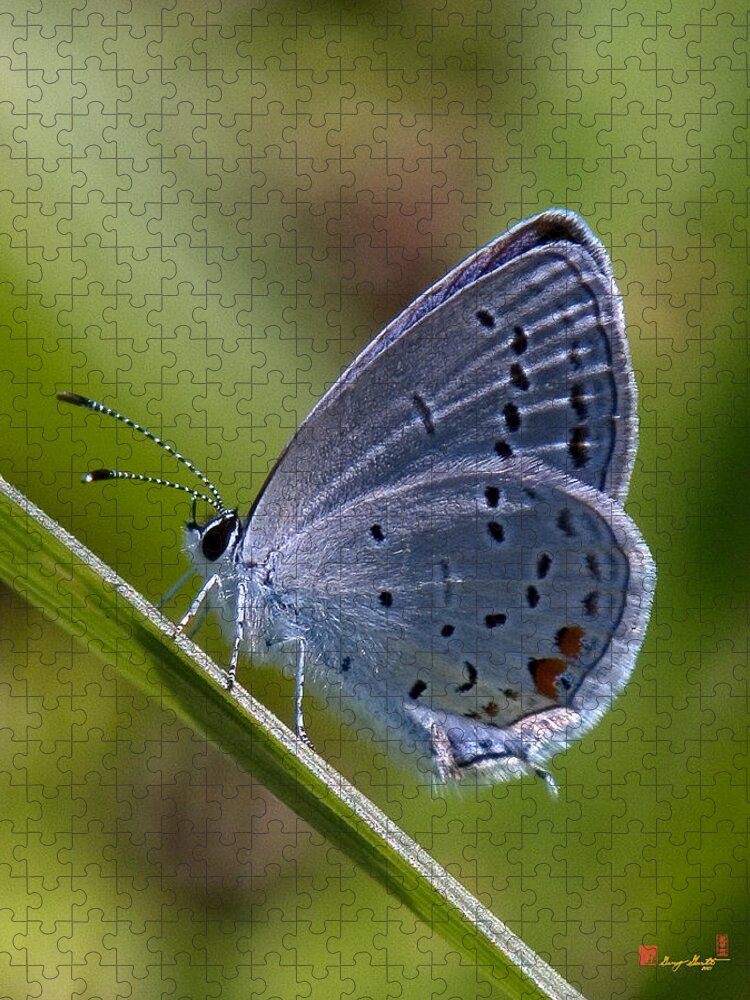 Spring Jigsaw Puzzle featuring the photograph Eastern Tailed-Blue Butterfly DIN045 by Gerry Gantt
