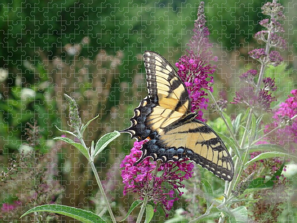 Eastern Tiger Swallowtail Jigsaw Puzzle featuring the photograph Eastern Tiger Swallowtail by Richard Reeve