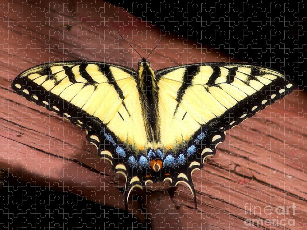 Butterfly Jigsaw Puzzle featuring the photograph Eastern Tiger Swallowtail by Terry Doyle