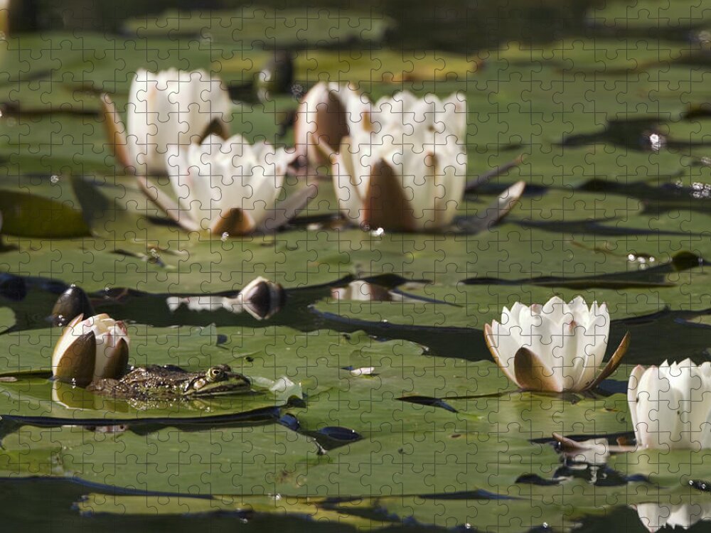 Mp Jigsaw Puzzle featuring the photograph Edible Frog Rana Esculenta On Water by Konrad Wothe