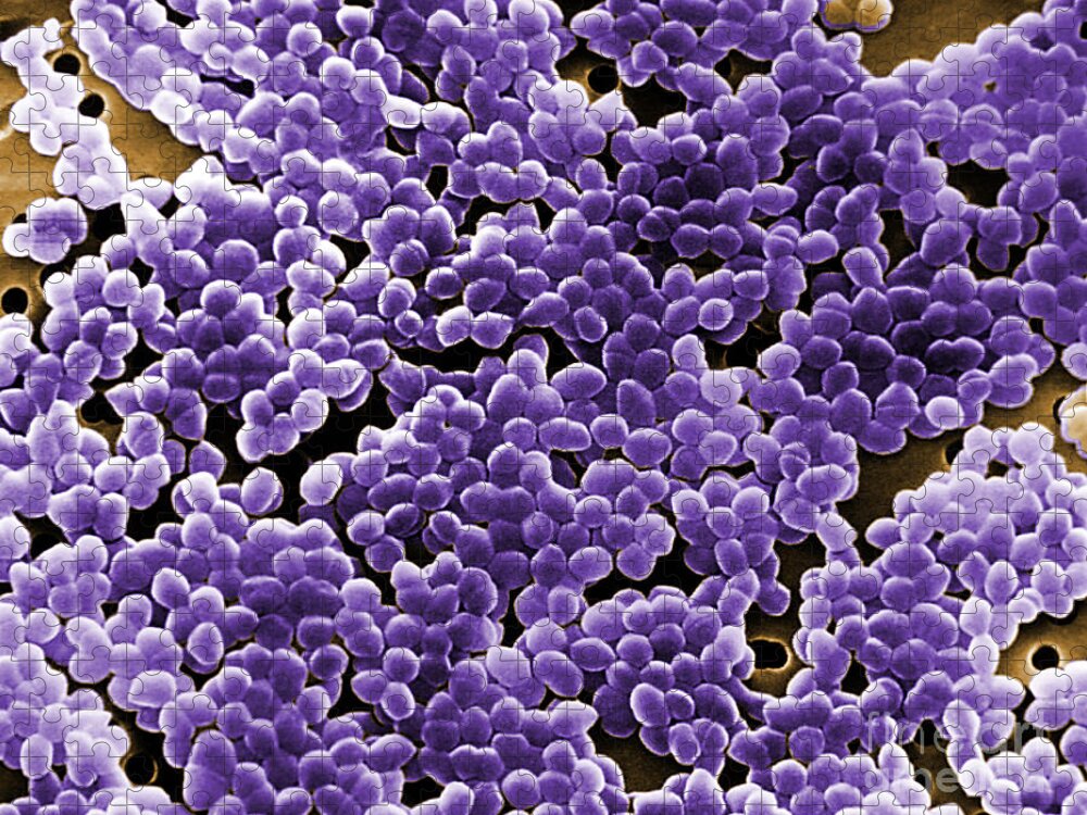 Science Jigsaw Puzzle featuring the photograph Enterococcus Sp. Bacteria, Sem by Science Source
