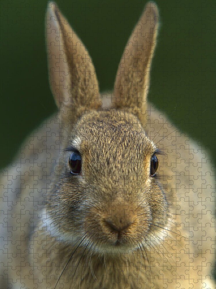 Mp Jigsaw Puzzle featuring the photograph European Rabbit Oryctolagus Cuniculus by Cyril Ruoso