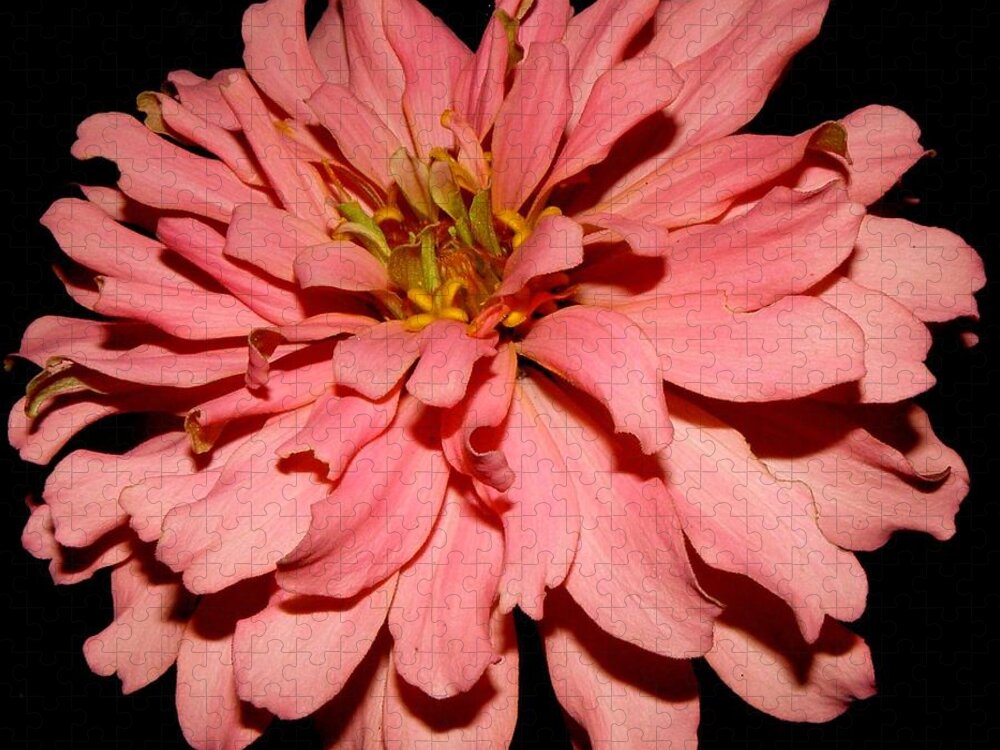 Zinnia Jigsaw Puzzle featuring the photograph Even At Night She Shows Beauty by Kim Galluzzo