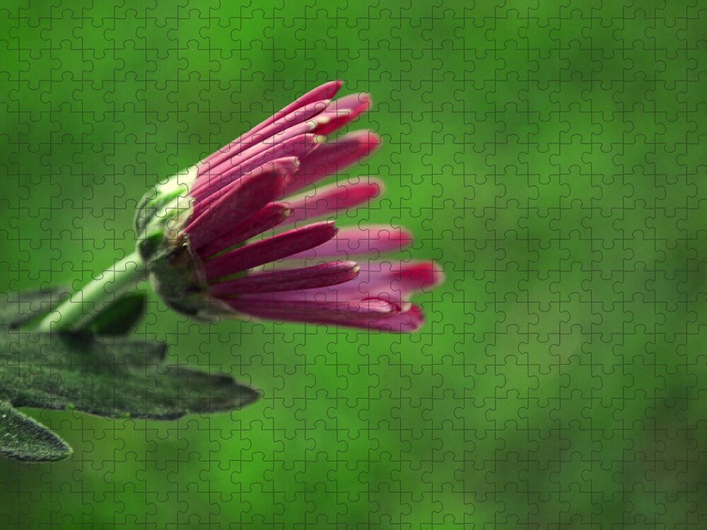 Chrysanthemum Jigsaw Puzzle featuring the photograph Evolve by Melanie Moraga
