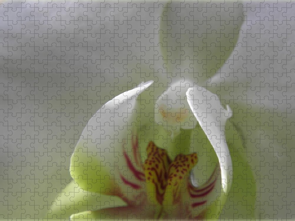 Orchid Jigsaw Puzzle featuring the photograph Exotic Beauty In White by Kim Galluzzo