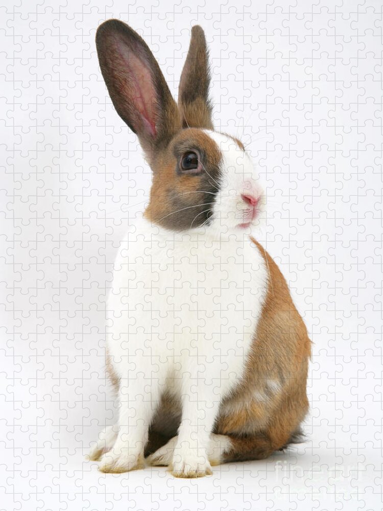 Fawn Dutch Rabbit Jigsaw Puzzle featuring the photograph Fawn Dutch Rabbit by Jane Burton