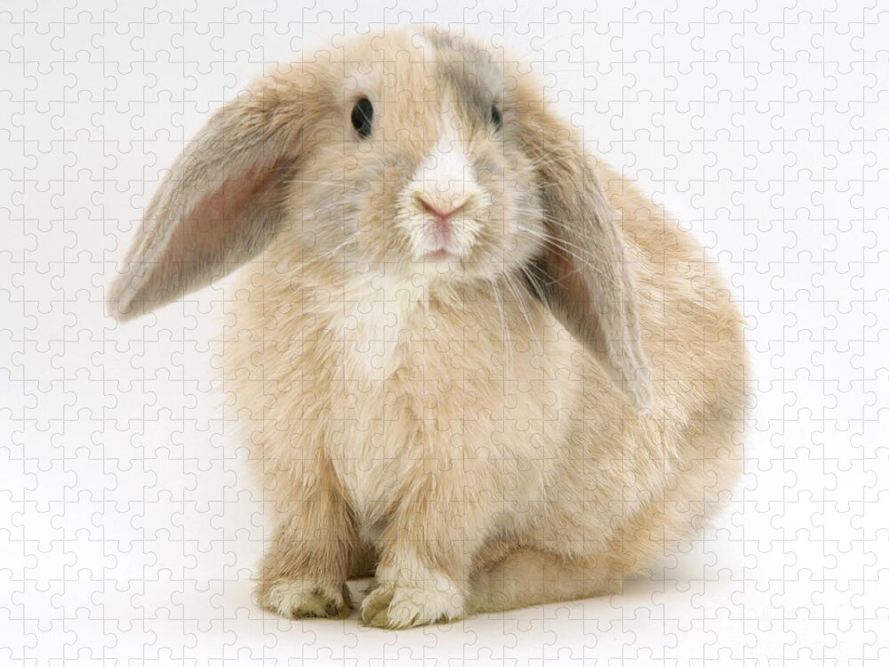 Dwarf Lop Rabbit Jigsaw Puzzle featuring the photograph Fawn Dwarf Lop Rabbit by Jane Burton