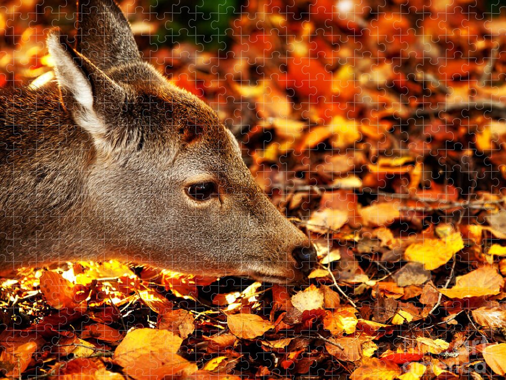Fawn Jigsaw Puzzle featuring the photograph Fawn in Autumn by Simon Bratt