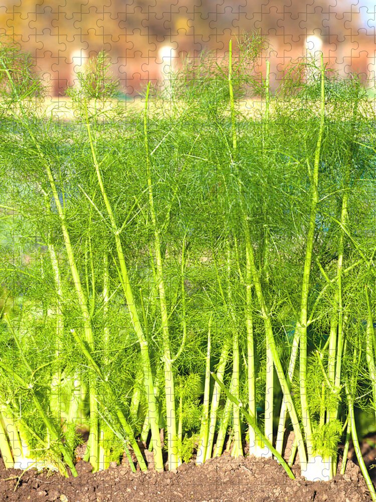 Aniseed Jigsaw Puzzle featuring the photograph Fennel by Tom Gowanlock