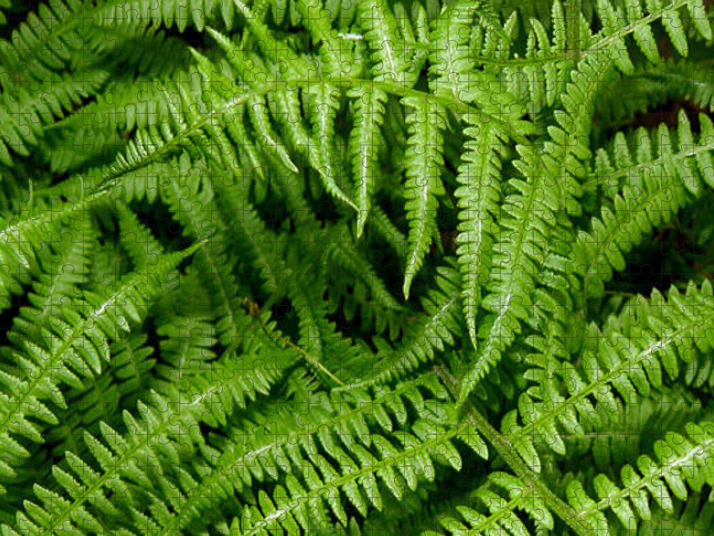 Ferns Jigsaw Puzzle featuring the photograph Ferns by Kim Galluzzo