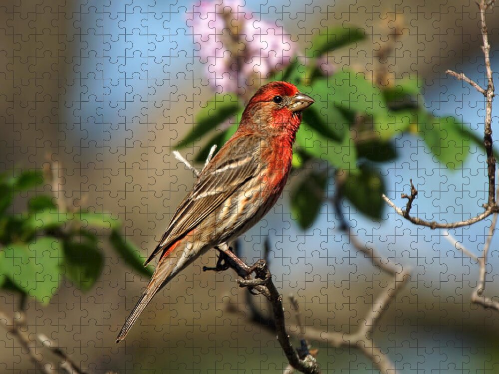 Bird Jigsaw Puzzle featuring the photograph Finch in Lilac Bush by Alan Hutchins