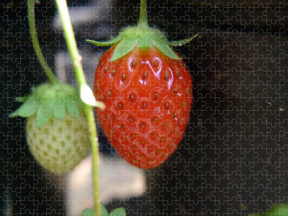 Strawberry Jigsaw Puzzle featuring the photograph First of the year by Richard Reeve