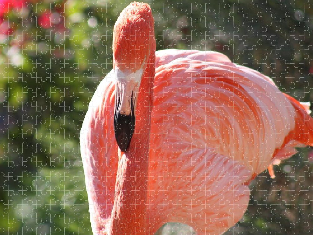 Flamingo Jigsaw Puzzle featuring the photograph Flamingo by Kim Galluzzo