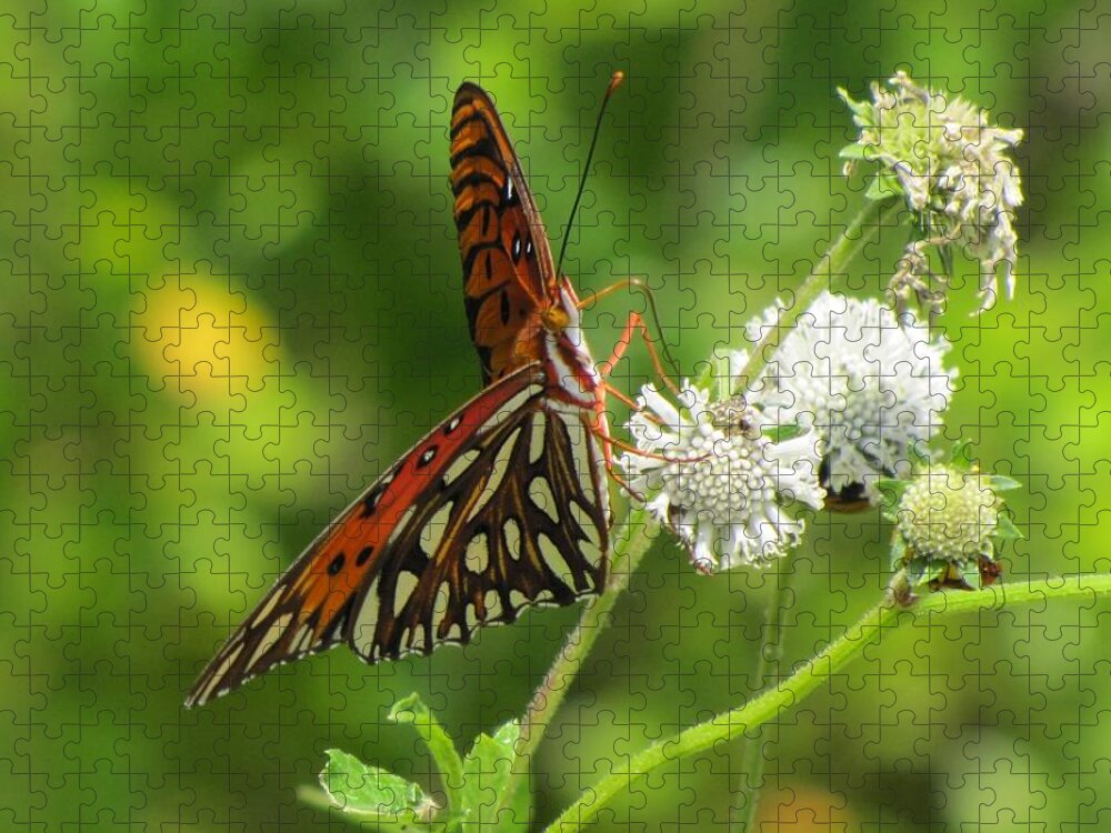 Butterfly Jigsaw Puzzle featuring the photograph Florida Butterfly by Keith Stokes