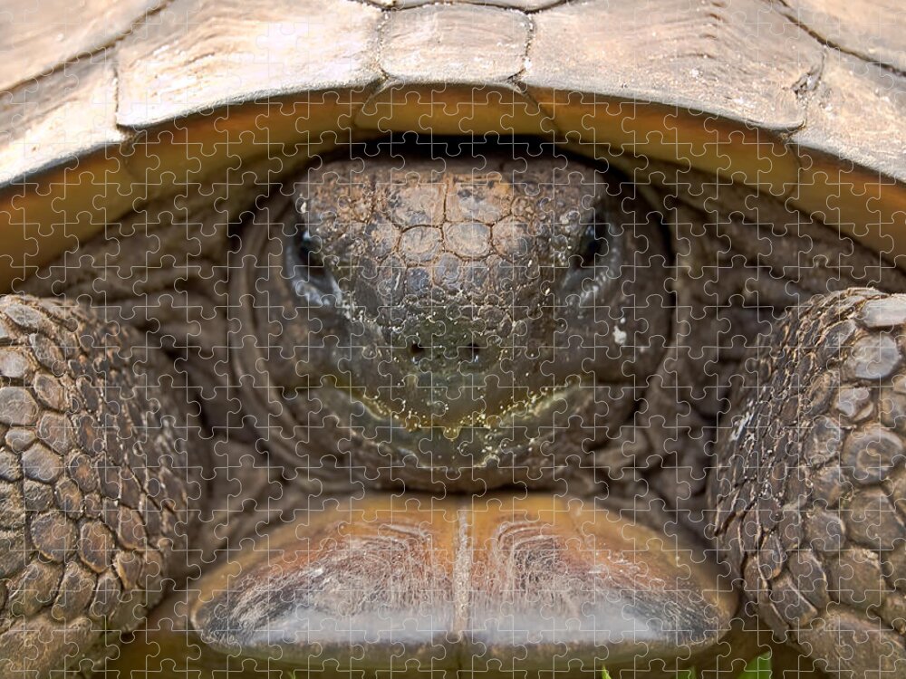 America Jigsaw Puzzle featuring the photograph Florida Gopher Tortoise by Richard Leighton