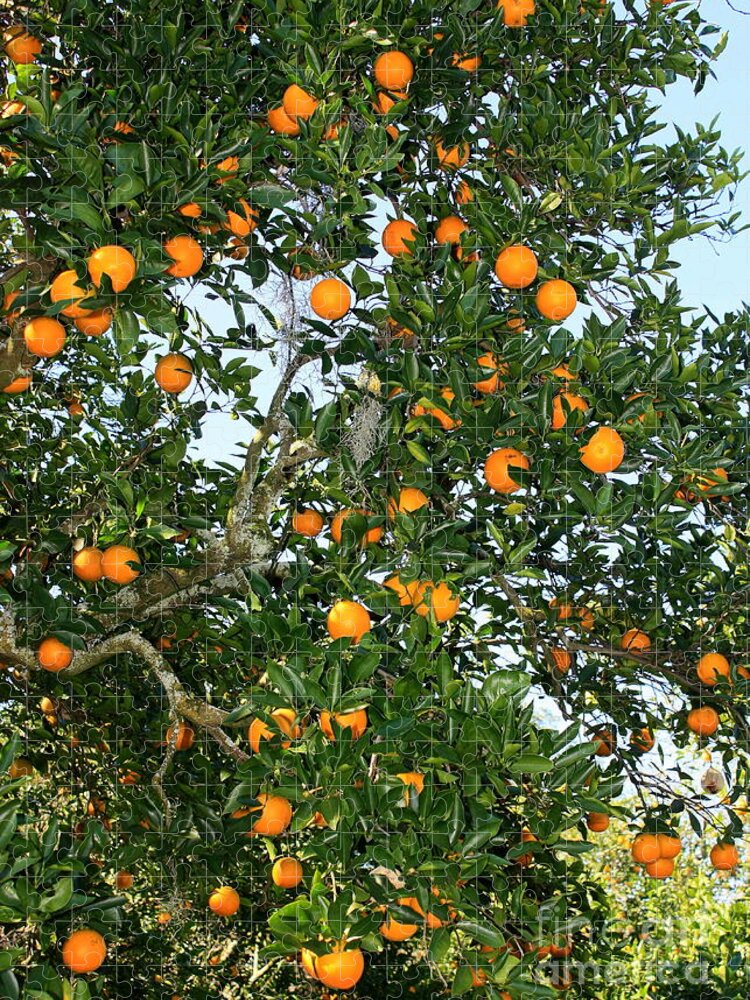 Orange Jigsaw Puzzle featuring the photograph Florida Oranges by Carol Groenen