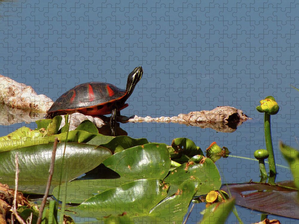 Nature Jigsaw Puzzle featuring the photograph Florida Redbelly Turtle by Peggy Urban