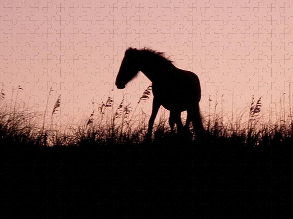 Foal Jigsaw Puzzle featuring the photograph Foal At Sunset by Kim Galluzzo