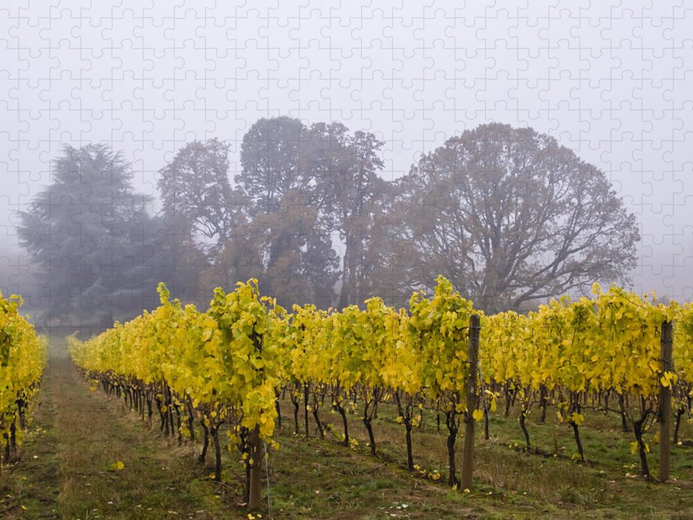 Vineyard Jigsaw Puzzle featuring the photograph Fog in the Fall by Jean Noren
