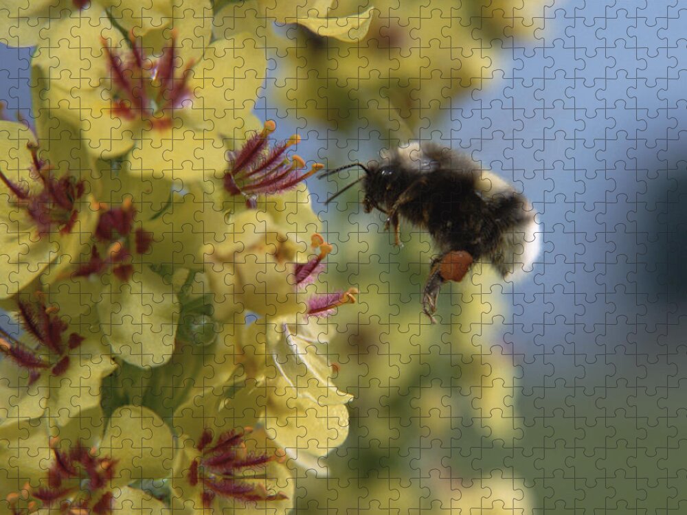Mp Jigsaw Puzzle featuring the photograph Garden Bumblebee Bombus Hortorum by Konrad Wothe