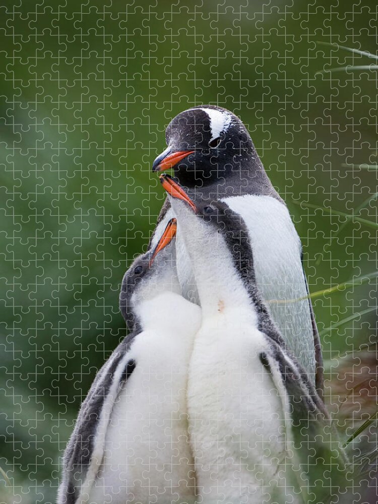 Mp Jigsaw Puzzle featuring the photograph Gentoo Penguin Pygoscelis Papua Hungry by Suzi Eszterhas