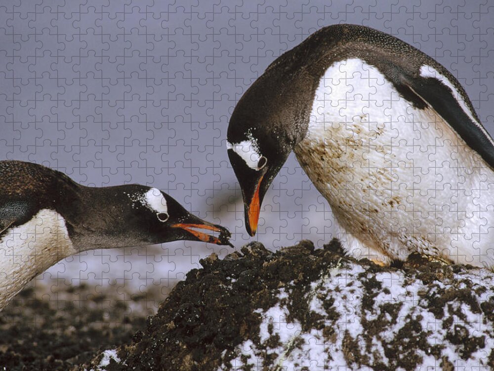 Mp Jigsaw Puzzle featuring the photograph Gentoo Penguin Pygoscelis Papua Nesting by Tui De Roy