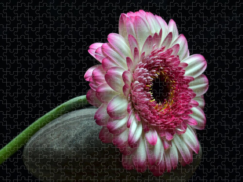 Gerbera Jigsaw Puzzle featuring the photograph Gerbera At Rest by Terence Davis