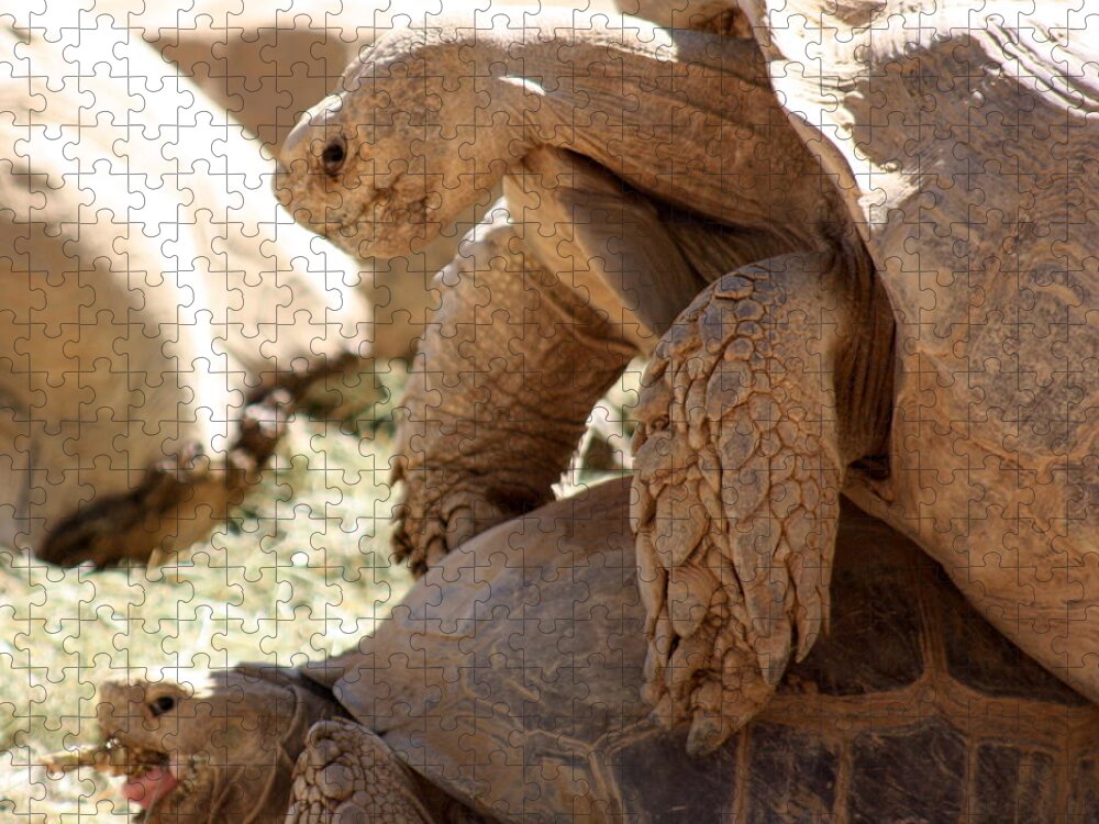 Tortoise Jigsaw Puzzle featuring the photograph Get a room by Kim Galluzzo