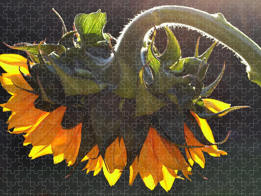 Sunflower Jigsaw Puzzle featuring the photograph Glowing Sunflower. by Terence Davis