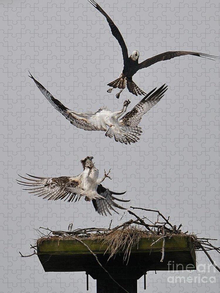 Osprey Jigsaw Puzzle featuring the photograph Go Away by Craig Leaper