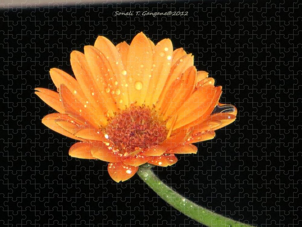 Orange Gerbera Jigsaw Puzzle featuring the photograph Golden droplets by Sonali Gangane