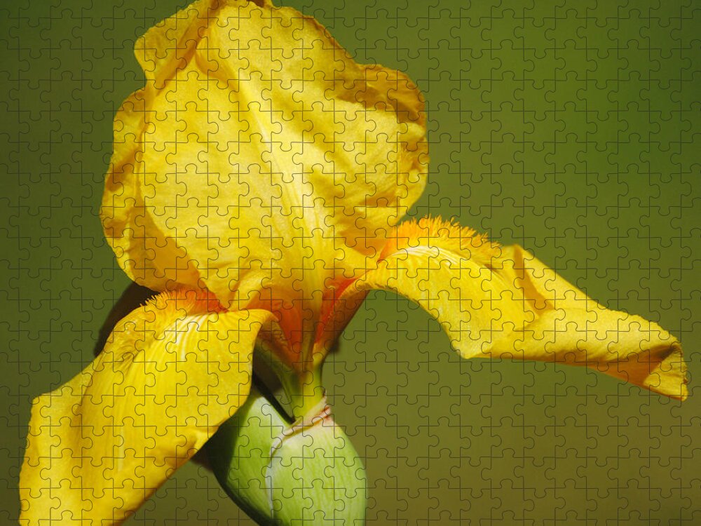 Beautiful Iris Jigsaw Puzzle featuring the photograph Golden Yellow Iris by Jai Johnson