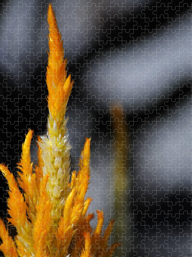 Black Jigsaw Puzzle featuring the photograph Goldenrod by Jai Johnson